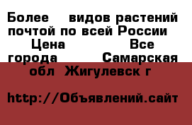 Более200 видов растений почтой по всей России › Цена ­ 100-500 - Все города  »    . Самарская обл.,Жигулевск г.